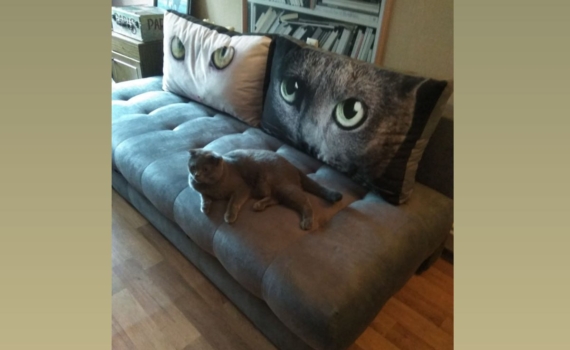 План АнтиКоготь: как объявить перемирие с котом в войне за диваны - стратегия спасения мебели