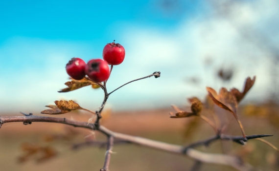 Боярышник: древняя ягода для сердца и нервов — кому стоит быть осторожным