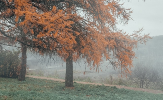 Природа сходит с ума: теплая зима будит медведей и губит будущий урожай