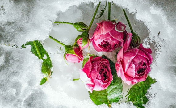 Не дайте комнатной розе погибнуть: срочные меры, которые действительно работают