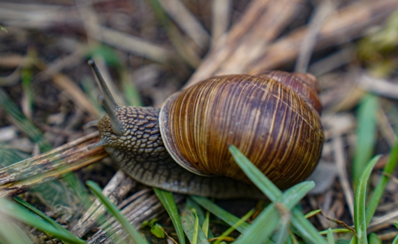Грядка-крепость: эти 17 культур всегда остаются целыми — слизни даже боятся подползти к ним Грядка-крепость: эти 17 культур всегда остаются целыми — слизни даже боятся подползти к ним
